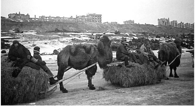 Верблюды у Сталинграда