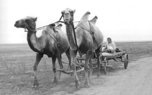 Только за один рейс упряжка из двух верблюдов перевозила около 2 тонн различных грузов, что заменяло грузовик.