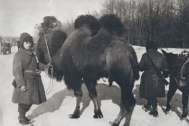 Взятый в плен итальянцами верблюд от Сталинграда дошел до Милана и получил «квартиру» в зоопарке.