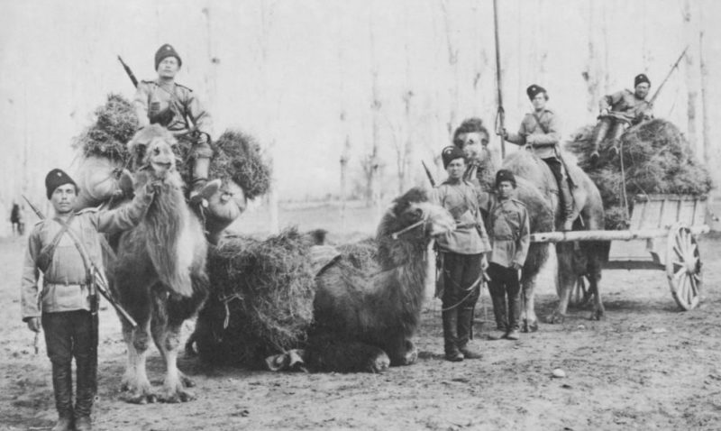 Оренбургские казаки с верблюдами в конце XIX века