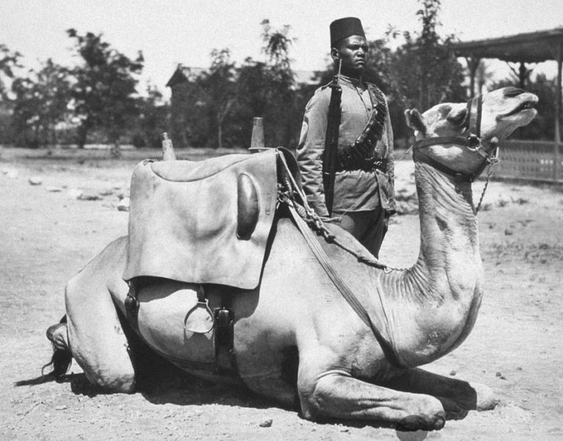 Англо-Египетский Судан – верблюд и солдат британской армии