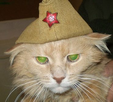 Ленинградская кошка