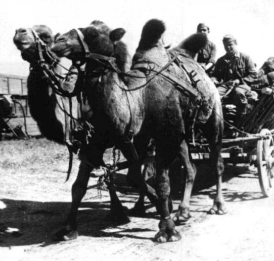 Верблюды в Сталинграде в качестве тягловой силы.