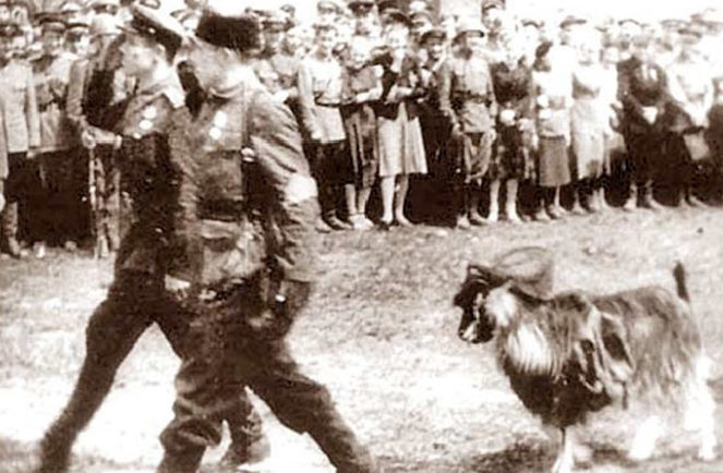 В колонне шествовал и партизанский козёл по кличке Малыш, на котором была фуражка немецкого офицера.