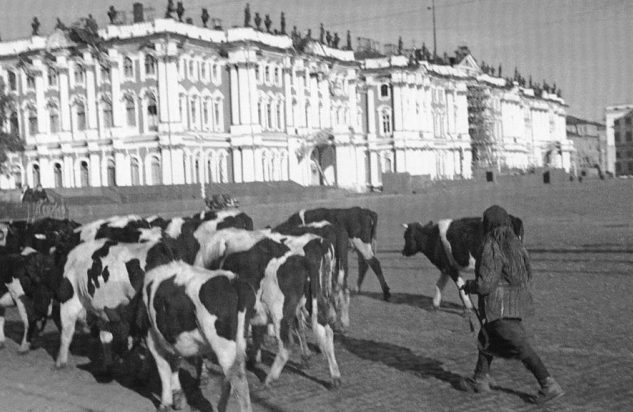 Начало войны. Эвакуация скота. 1941 г.