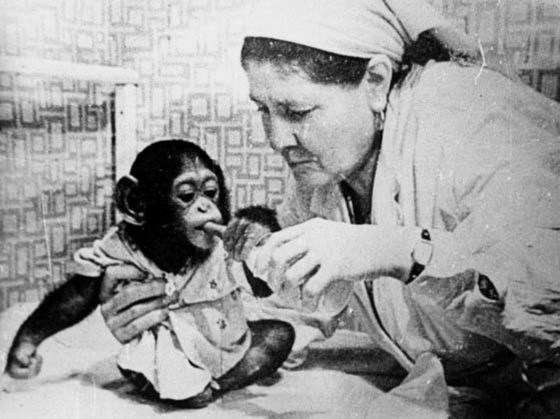 Выжившая обезьянка после бомбардировки.
