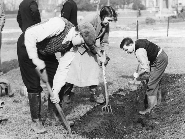 Британцы работают в «саду победы» на выращивании овощей. 1940 г. 