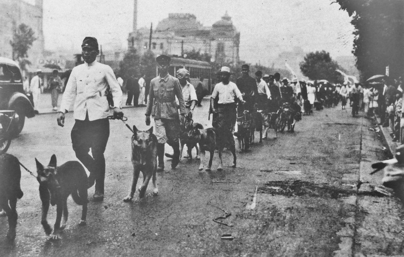 Парад служебных собак. Июль 1941 г.