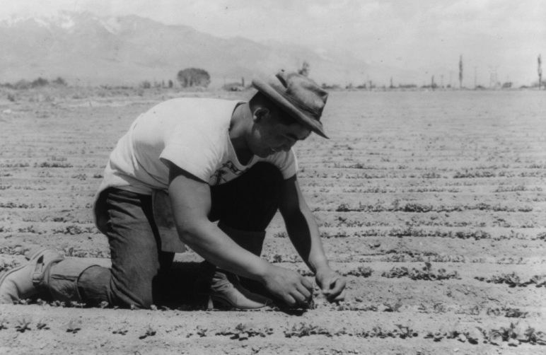 Ичиро Окумура в лагере « Манзанар» (Калифорния) сажает белую редиску. Июнь 1942 г.