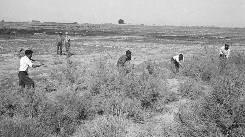Интерьеры очищают землю для сельскохозяйственного использования. Лагерь «Topaz» (Юта). Октябрь 1942 г.