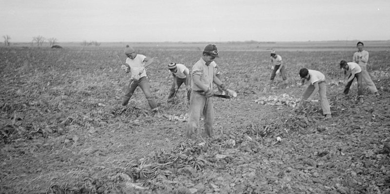 Сбор урожая сахарной свеклы в Амахе (Колорадо). Ноябрь 1942 г.