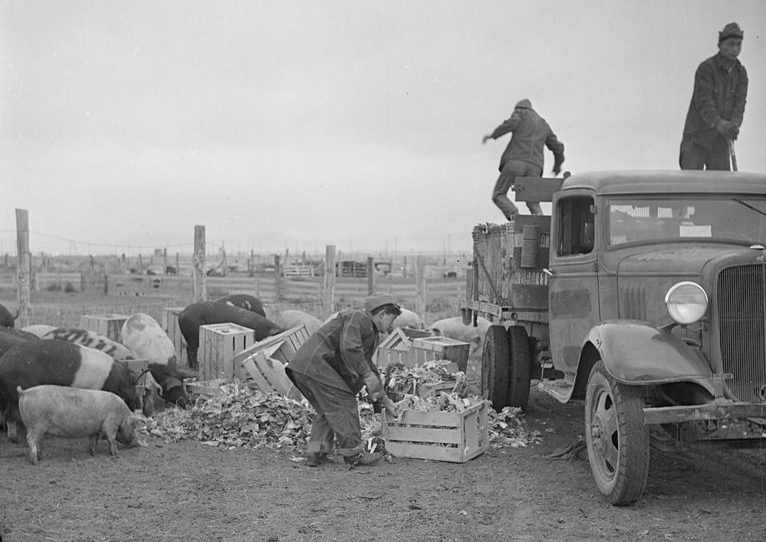 Пищевые отходы доставили на свиноферму. Лагерь «Tule Lake» (Калифорния). Ноябрь 1942 г. 