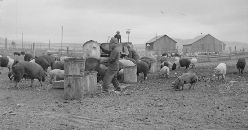 Пищевые отходы доставили на свиноферму. Лагерь «Tule Lake» (Калифорния). Ноябрь 1942 г.