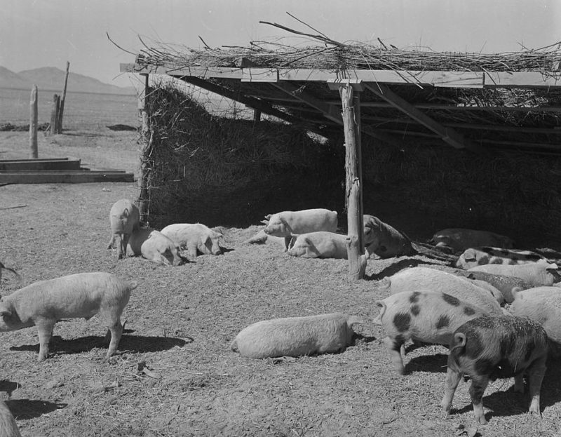 Свиноферма лагеря «Topaz» (Юта). Март 1943 г.