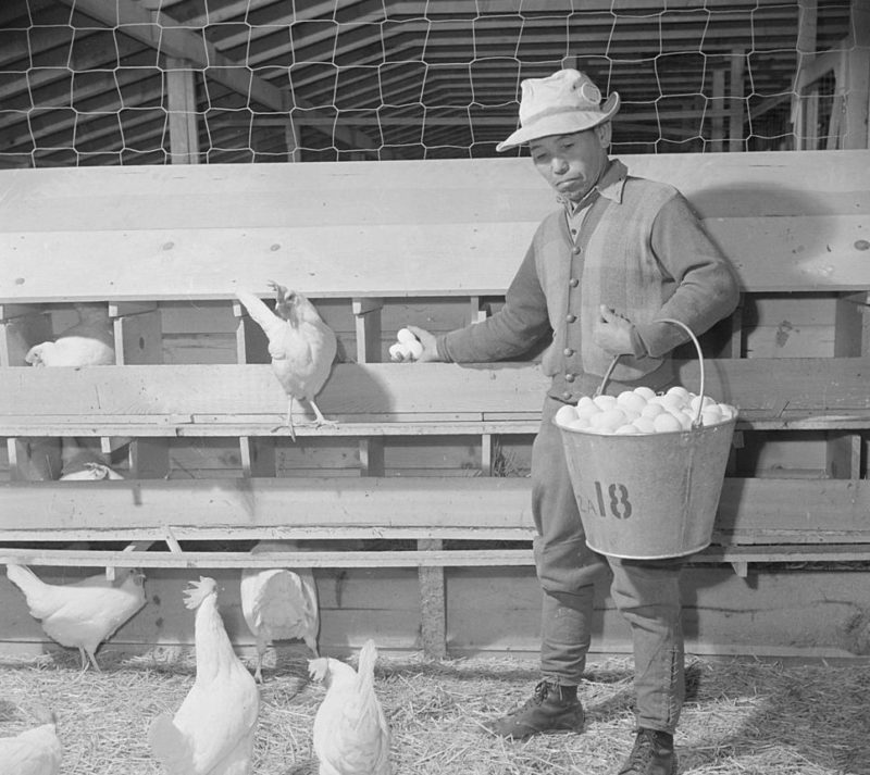 Местная птицефабрика. Лагерь «Tule Lake» (Калифорния). Май 1943 г.