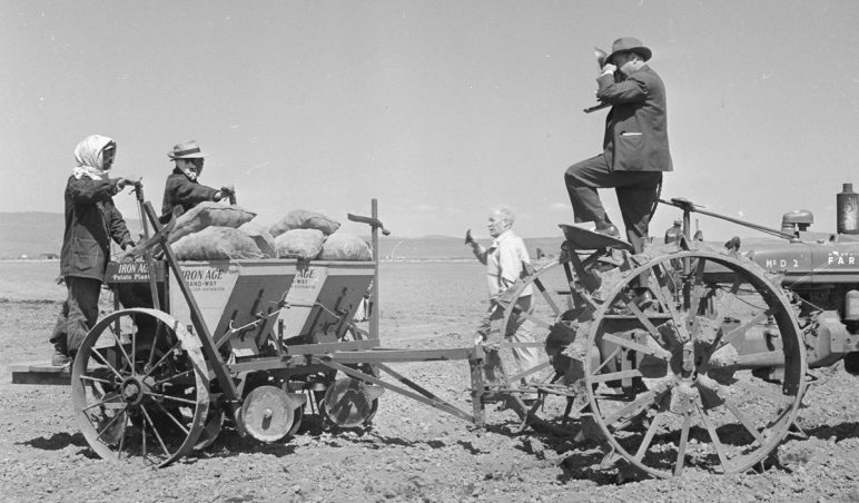 Постановочное фото. Фотокорреспондент газеты из Сан-Франциско снимает японцев, во время работ по посадке картофеля. Лагерь «Tule Lake» (Калифорния). 1943 г.