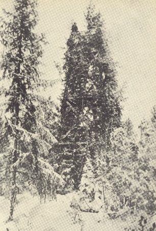 Наблюдательный пост «Лотты» на верхушке сосны. 1944 г. 