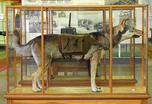 Собака-истребитель танков в Музее истории инженерных войск.
