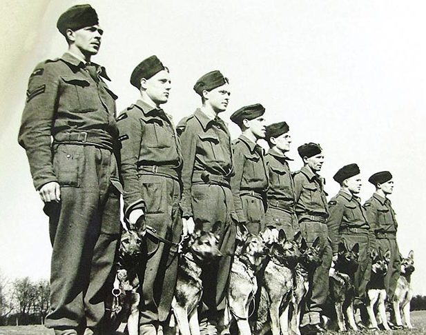 Инструкторы центральной школы военного собаководства Великобритании. 