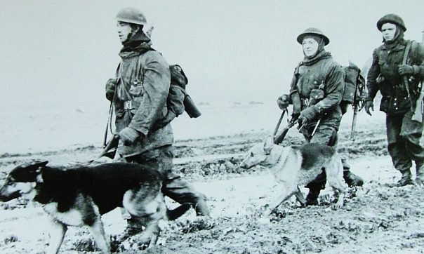 Британские военные с выпускниками школы военных собак. 