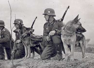 Поисковые собаки ягдкоманд по борьбе с партизанами.