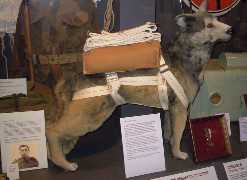 Собака-парашютист Бинг в Музее истории воздушно-десантных войск в Даксфорде.