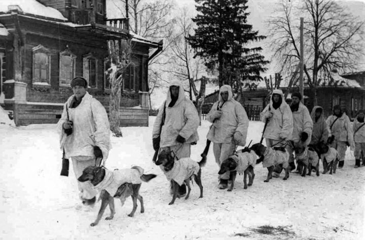 Советские солдаты с собаками-истребителями танков, заряженными взрывчаткой, под Москвой, 1941 г.