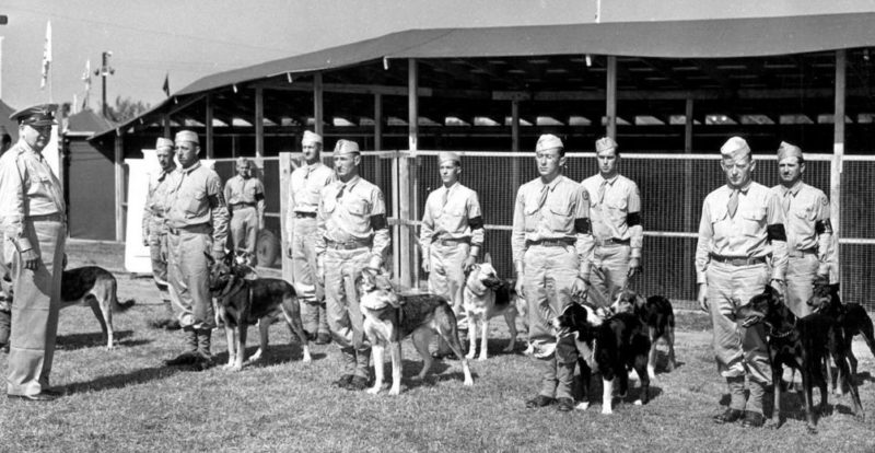 Один из военных центров собаководства.