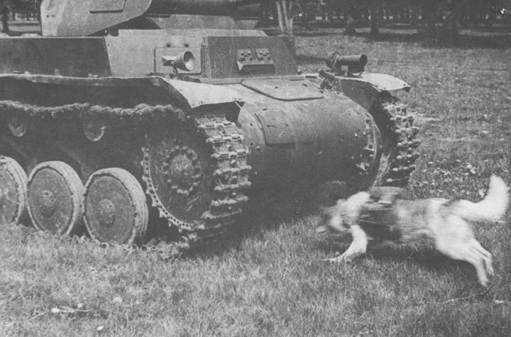Дрессировка собак-истребителей танков. 