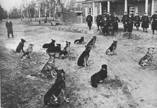 Дрессировка собак для Гестапо. 