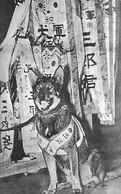 Императорская японская армейская военная собака «Сабуро».