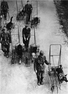 Тренировка собак-поводырей для ослепших немецких военнослужащих. 