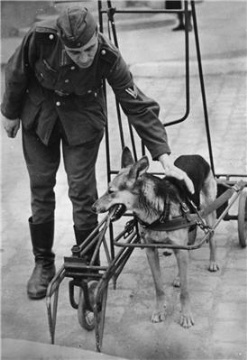 Тренировка собак-поводырей для ослепших немецких военнослужащих. 
