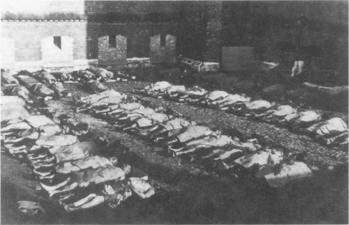 Эксгумированные трупы латышей, расстрелянных НКВД в июне 1941 г. Июль 1941 г.