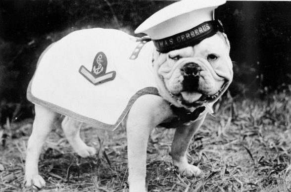 Корабельный пес по кличке Брюс австралийской канонерской лодки «Cerberus» в парадной форме.
