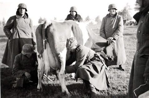 Добыча «млека». Украина. 1943 г.