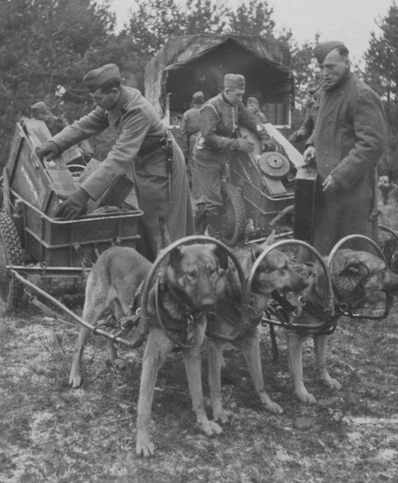 Укладка немцами боеприпасов в собачьи упряжки. 1943 г.