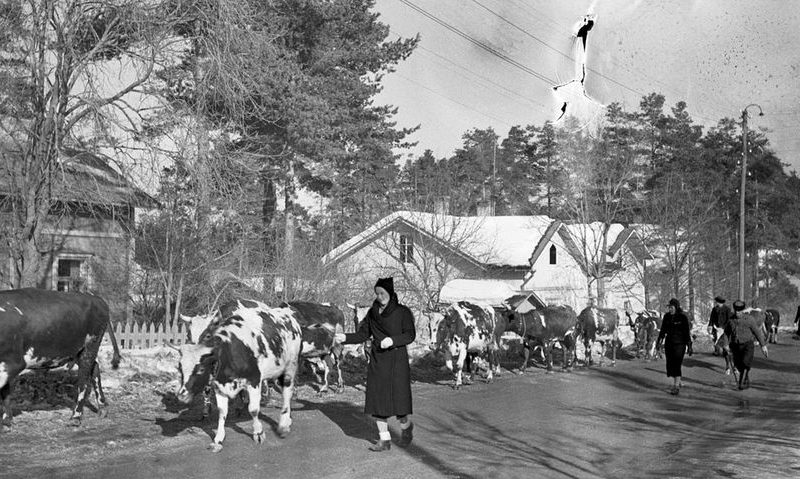 Скот беженцев в Хельсинки. Март 1940 г.