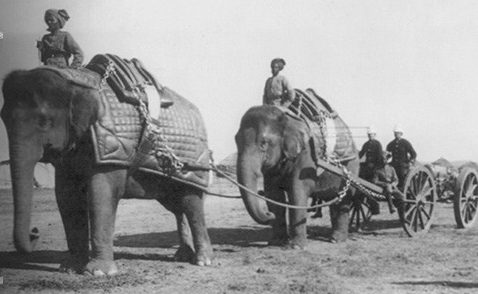 Караван слонов перевозит орудия Британской Индийской армии. 1900 г. 