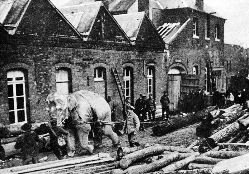 Использование слонов в годы Первой мировой войны. 