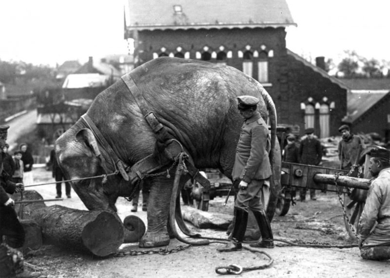 Немецкие солдаты используют индийского слона из Гамбургского зоопарка для переноски стволов деревьев в Валансьене. Франция, 1915 г.