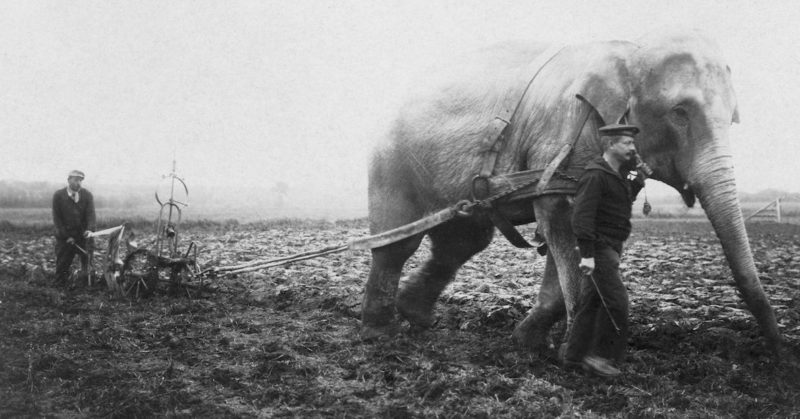 Слон из бельгийского зоопарка работает на ферме. 1915 г.