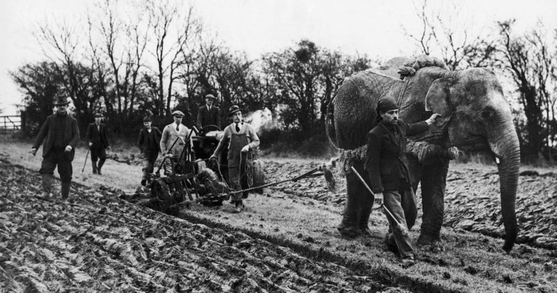 Слон Малыш из цирка Роберта Фоссета пашет землю неподалеку от Таустера, северная Англия. 1939 г.