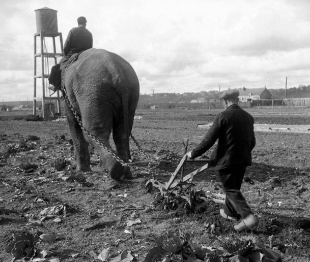 Слон из цирка Амар тянет плуг в поле оккупированной Франции. 1941 г. 