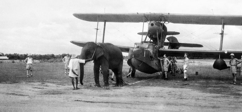 Слон, буксирующий самолет «Supermarine Walrus» на аэродроме ВМФ в Индии. Июнь 1944 г.