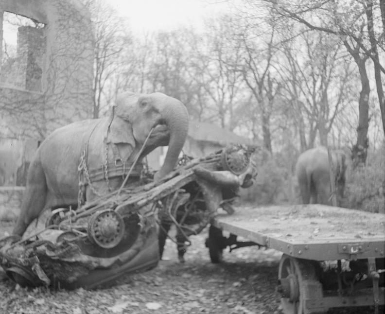 Цирковые слоны оказывают помощь в устранении последствий авианалета. Гамбург, 1945 год.