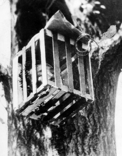 Отрезанная голова китайца в клетке на дереве. Декабрь 1937 г.