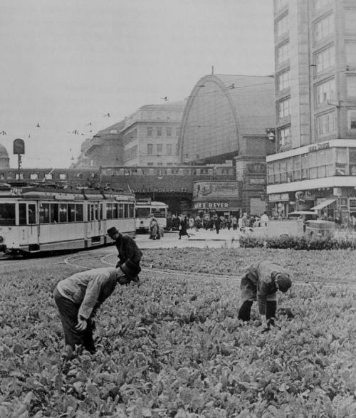 Овощи, выращиваемые на газоне на площади Александерплац в Берлине. 1943 г.