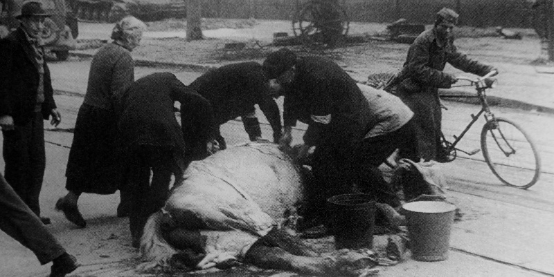 Берлинцы срезают мясо с убитой лошади. Май 1945 г. 