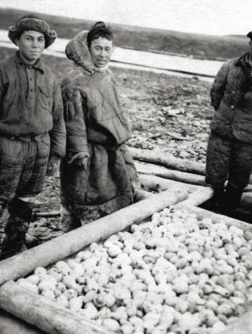 Мурманские дети собирают яйца диких птиц. 1942 г.